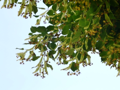 Lindenblütenund Blätter