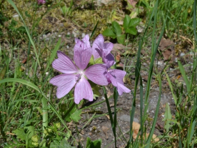 lila Blume